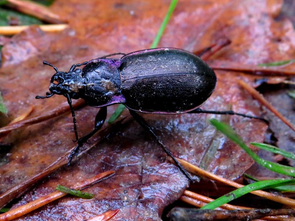 Жук на осеннем листке