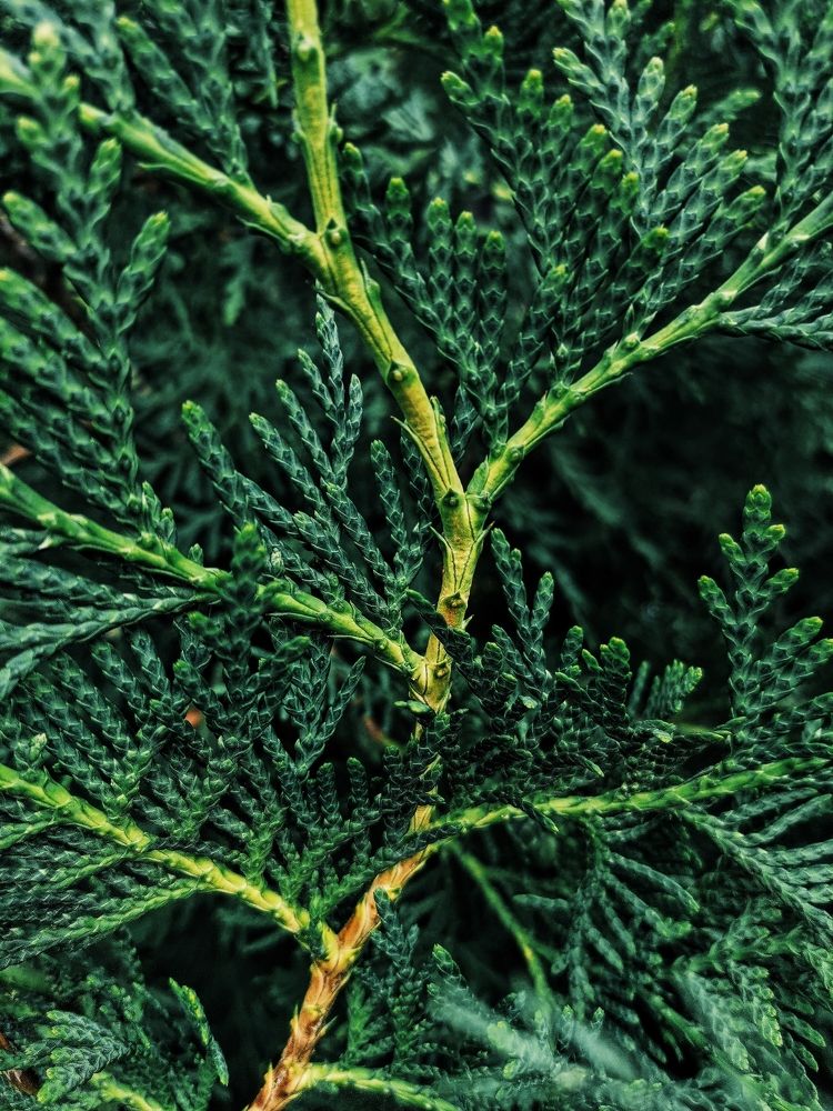 Photograph by Ольга Мажарук