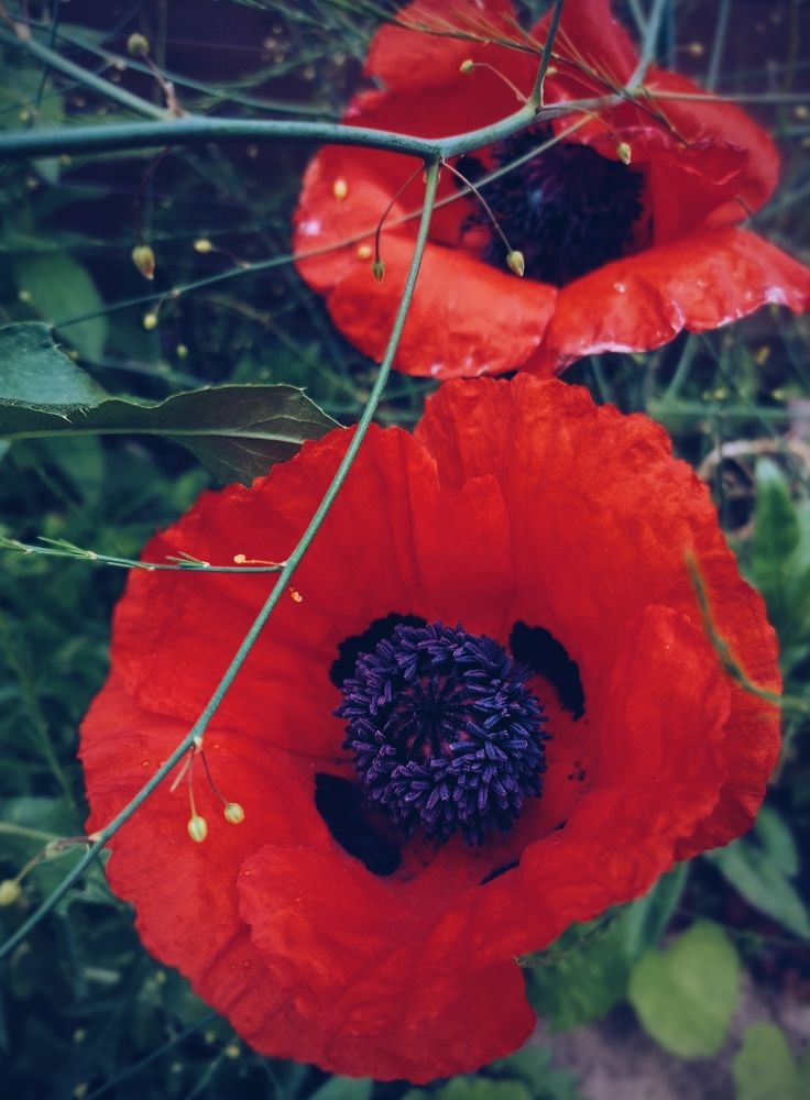 Photograph by Ольга Мажарук