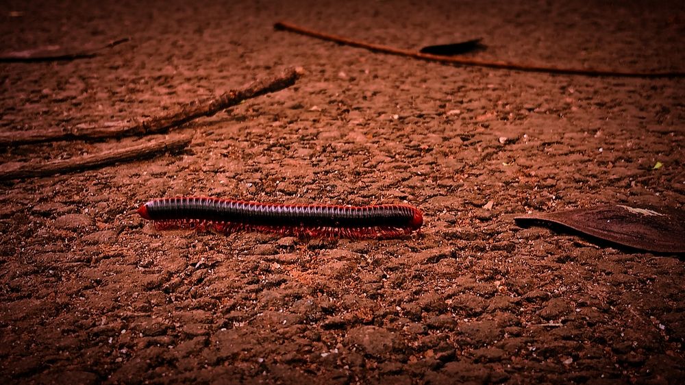 RED SPINED MEILLIPEDE