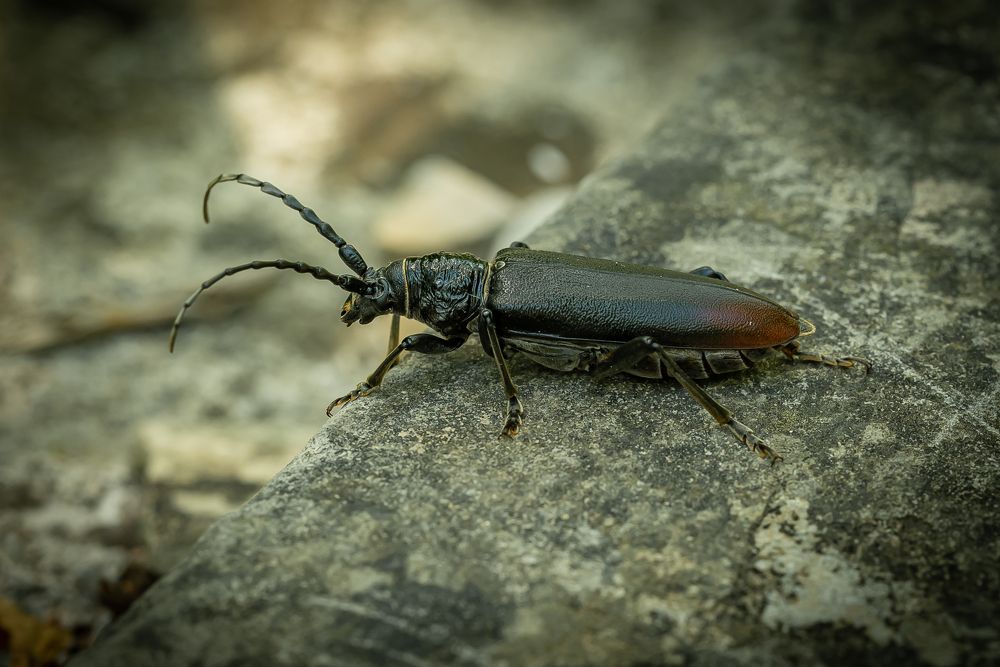 Photograph by Andrea Barlotti