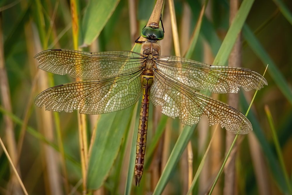 Photograph by Andrea Barlotti