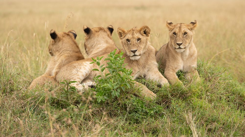 Photograph by Guruprasad Hegde