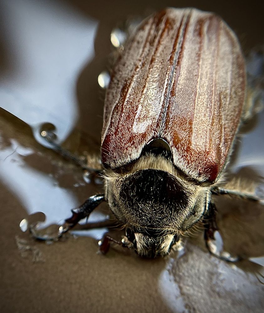 Фотография автора Рамзия Хисамутдинова