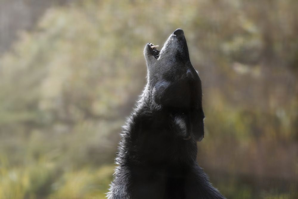 Photograph by Aлена Плясова