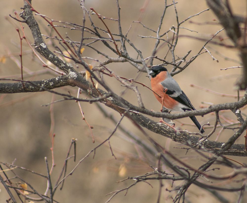 Photograph by Светлана Тарханова