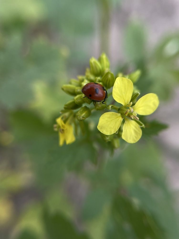 Фотография автора Ирина Мосько