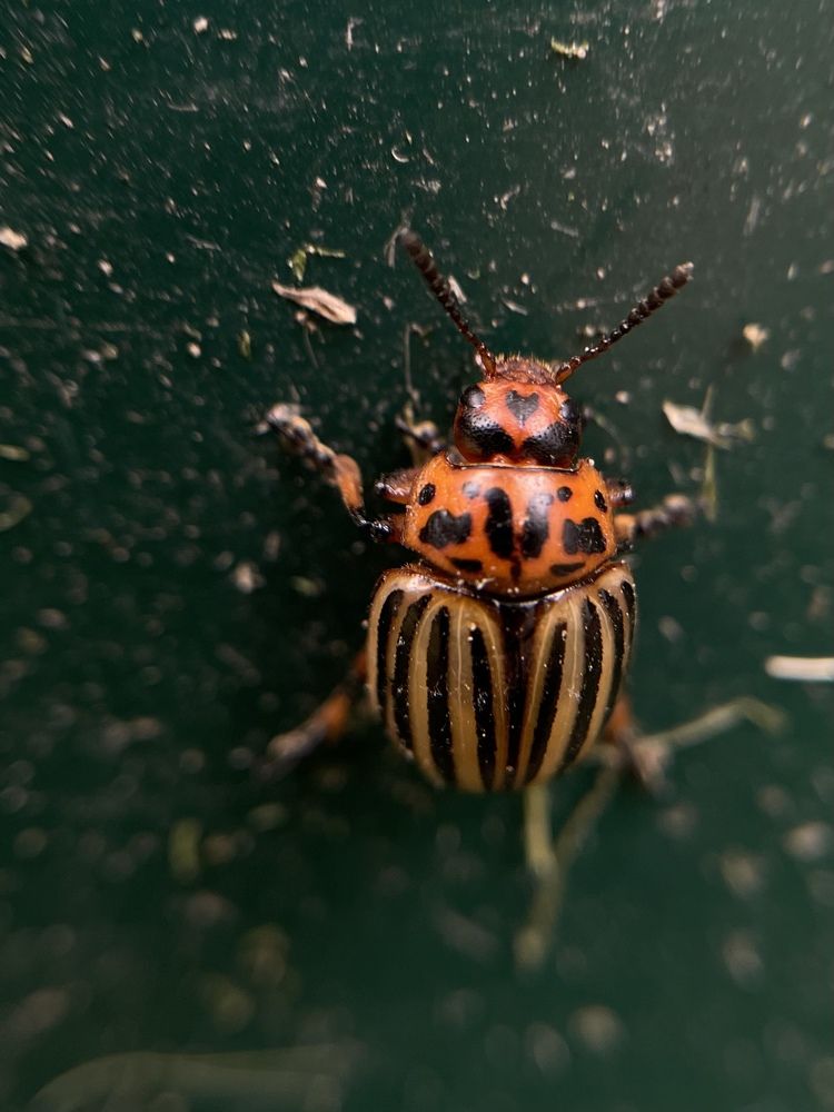 Фотография автора Ирина Мосько