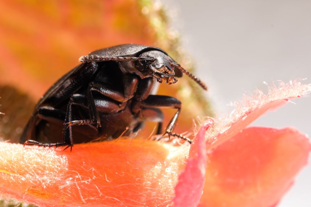 Photograph by Владимир Белобаба