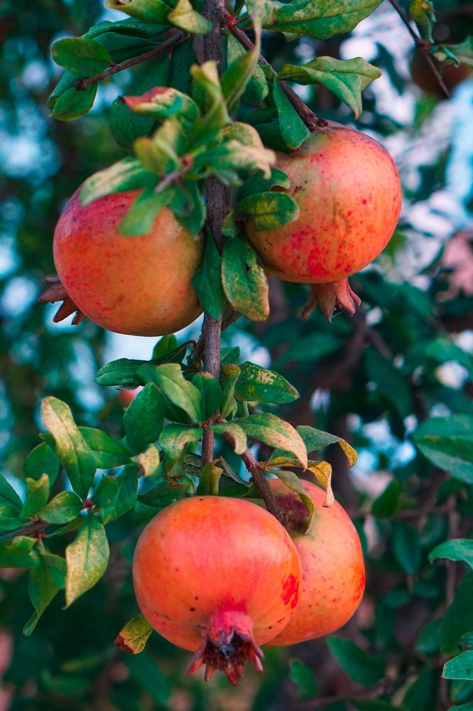 Photograph by Viktoria Vavilkina