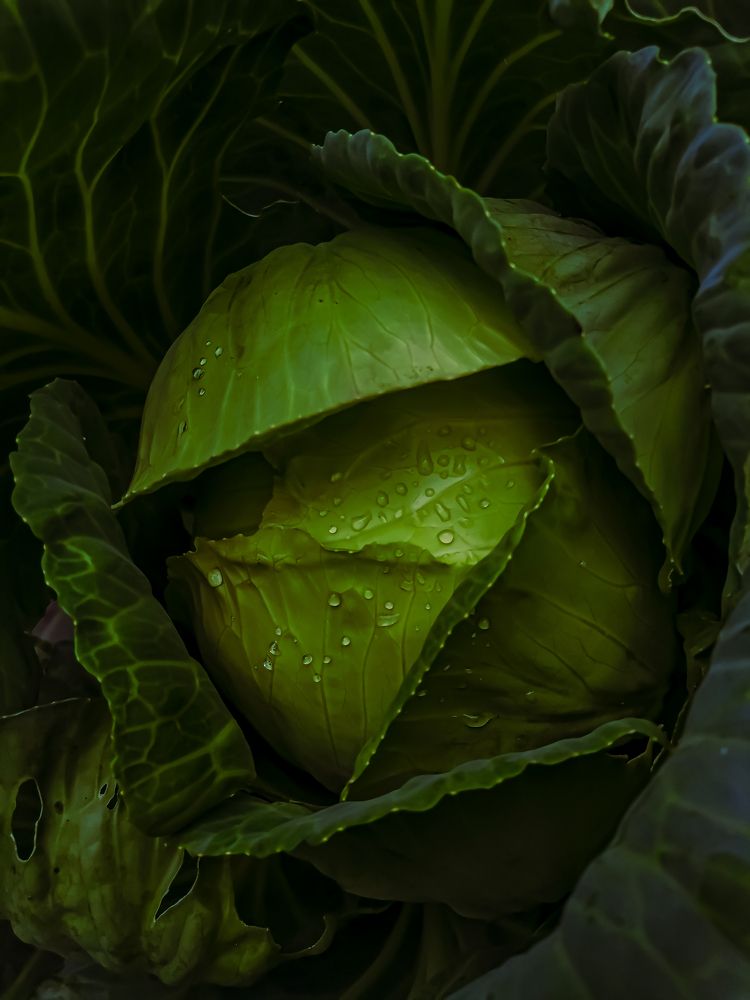 Photograph by Александра Якуцевич