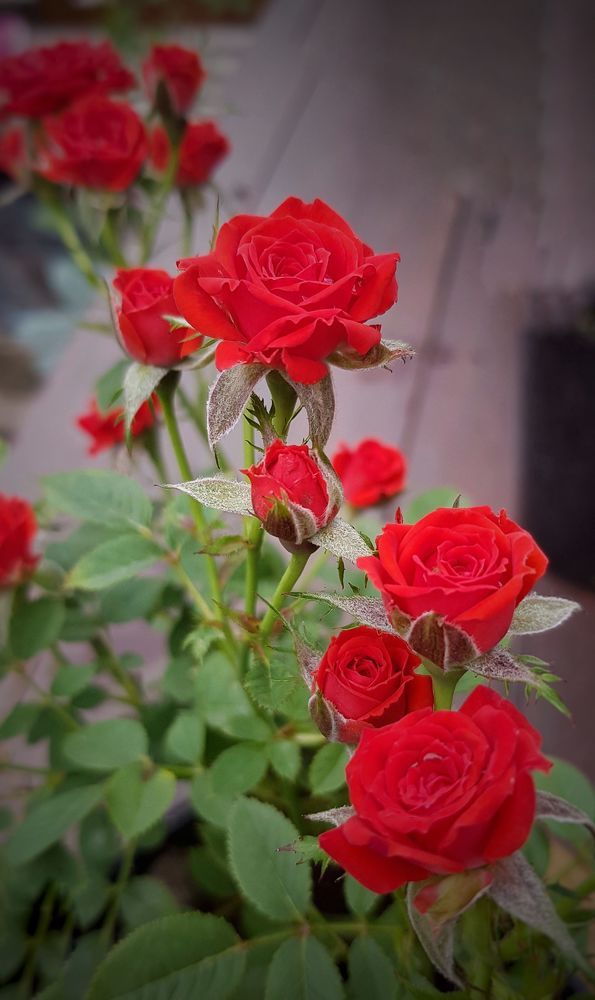 Photograph by Ольга