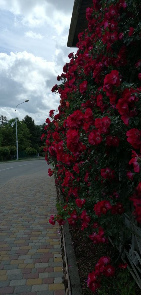 Photograph by Мила Мит