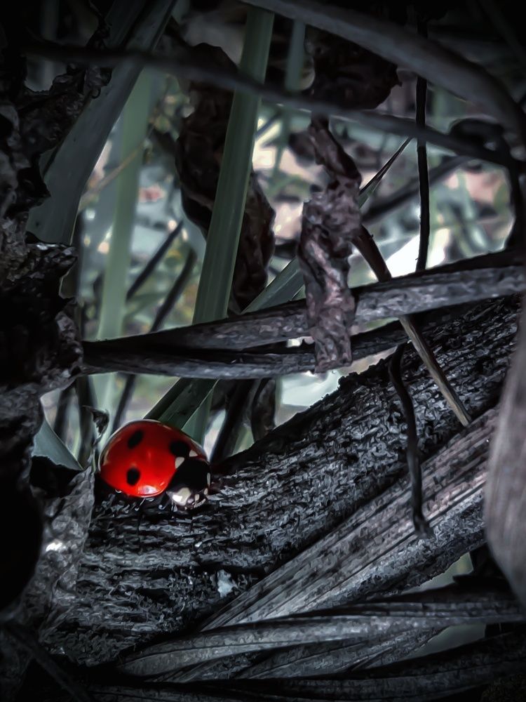 Photograph by Евгения Калугина