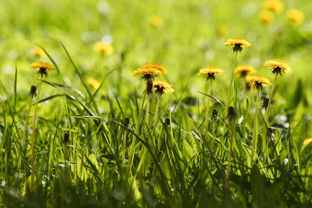 Photograph by Olga Mendosa