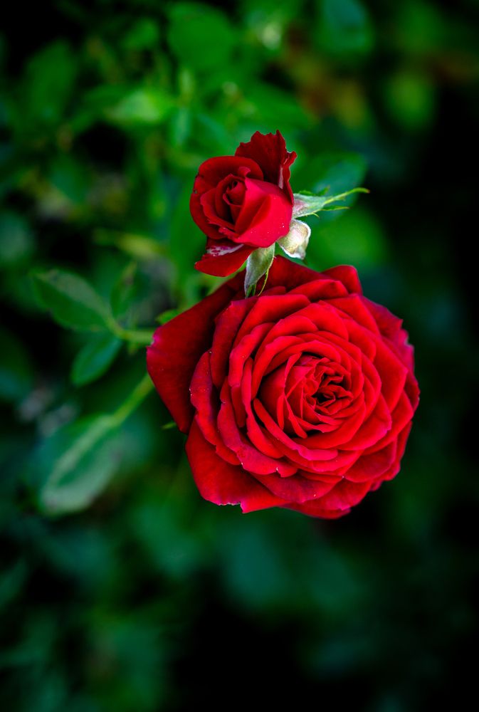 Фотография автора Андрей Васильев