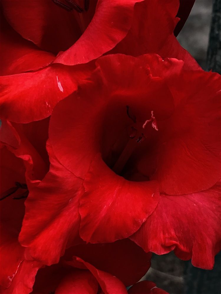 Photograph by Лидия Алесханова