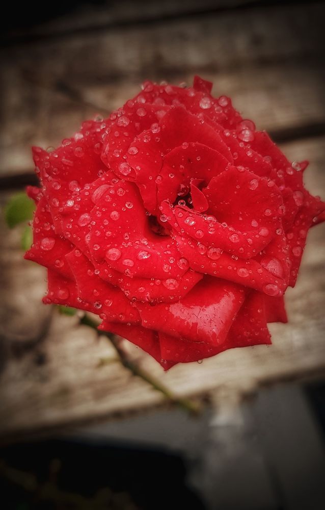 Photograph by Ольга