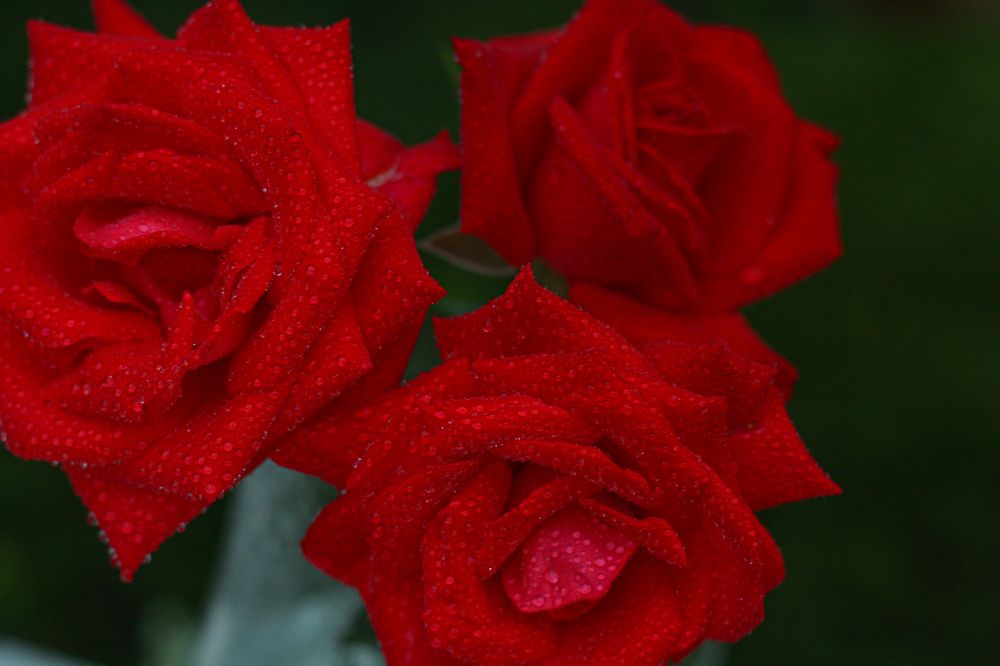 Photograph by Анна Зайченко