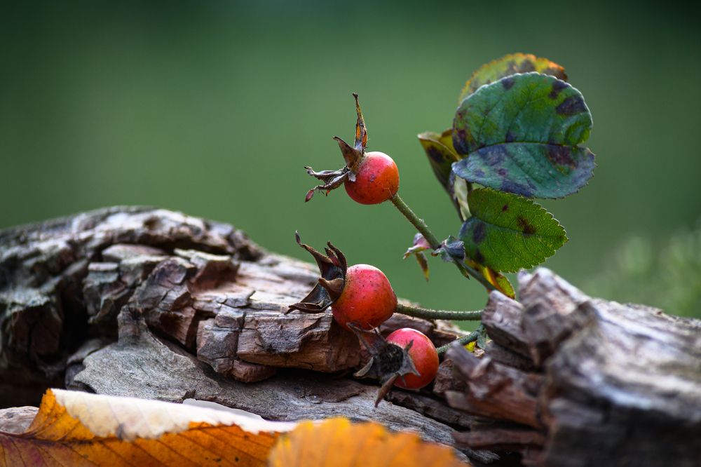 Photograph by Bohatyrov Yuri