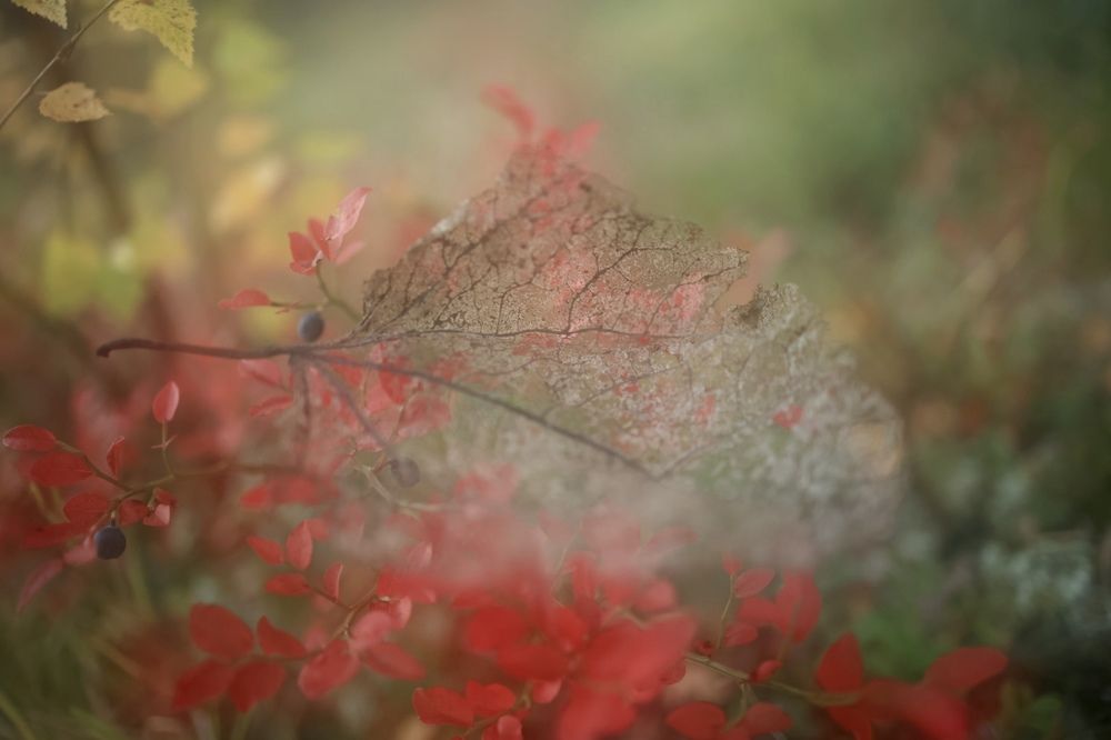 Photograph by Ольга Одаренко