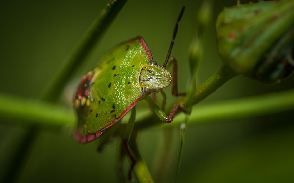 Nature in its smallest element.