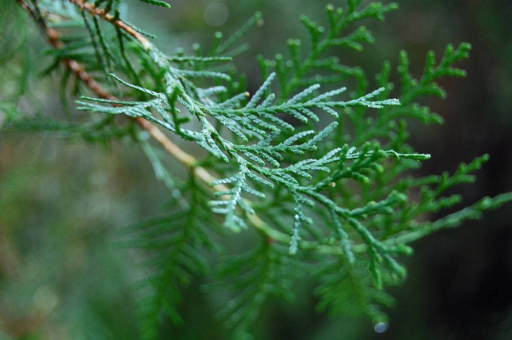 Photograph by Irina Magdalena Bivolaru