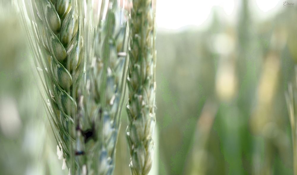 Photograph by Irina Magdalena Bivolaru