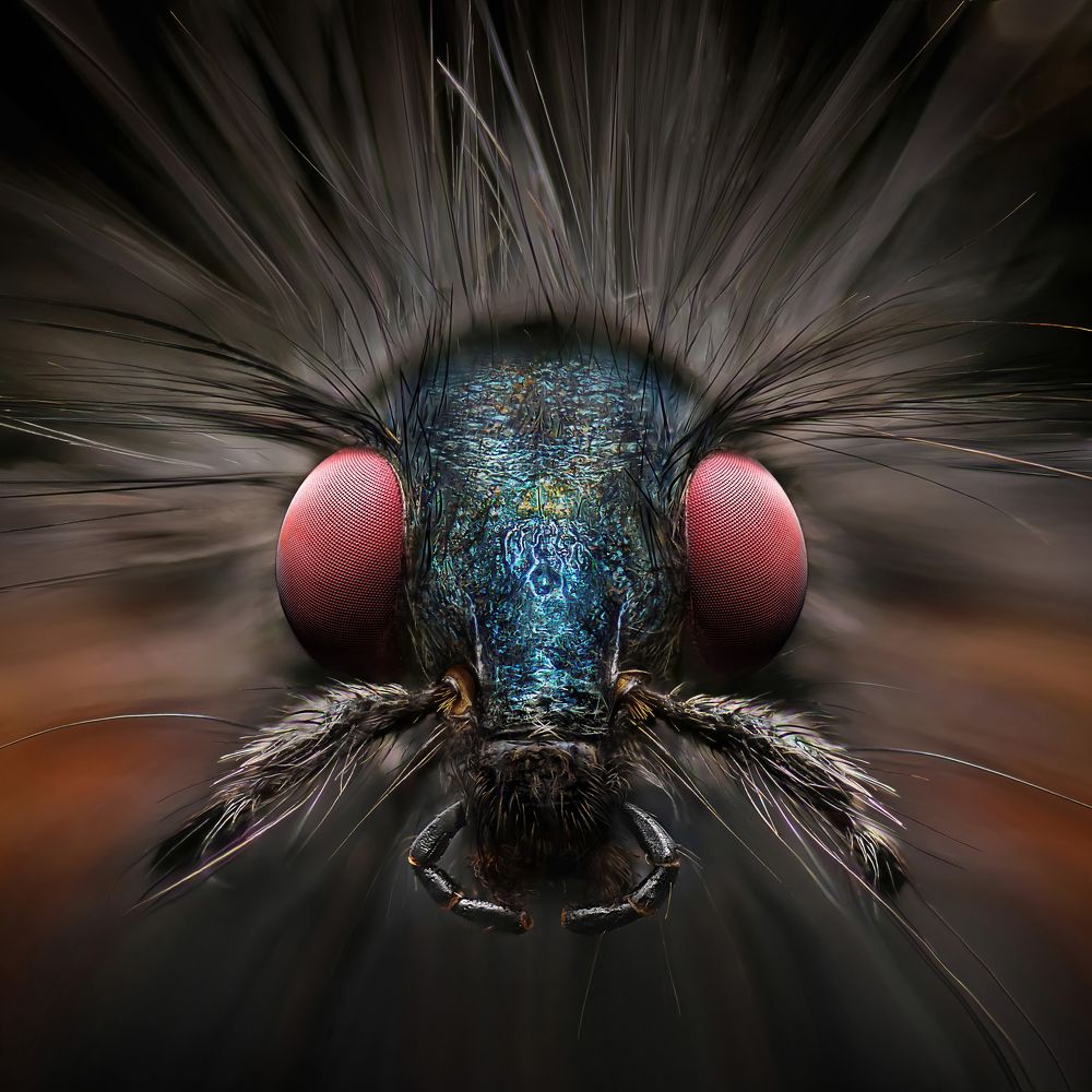 Photograph by Eduardo Modolo