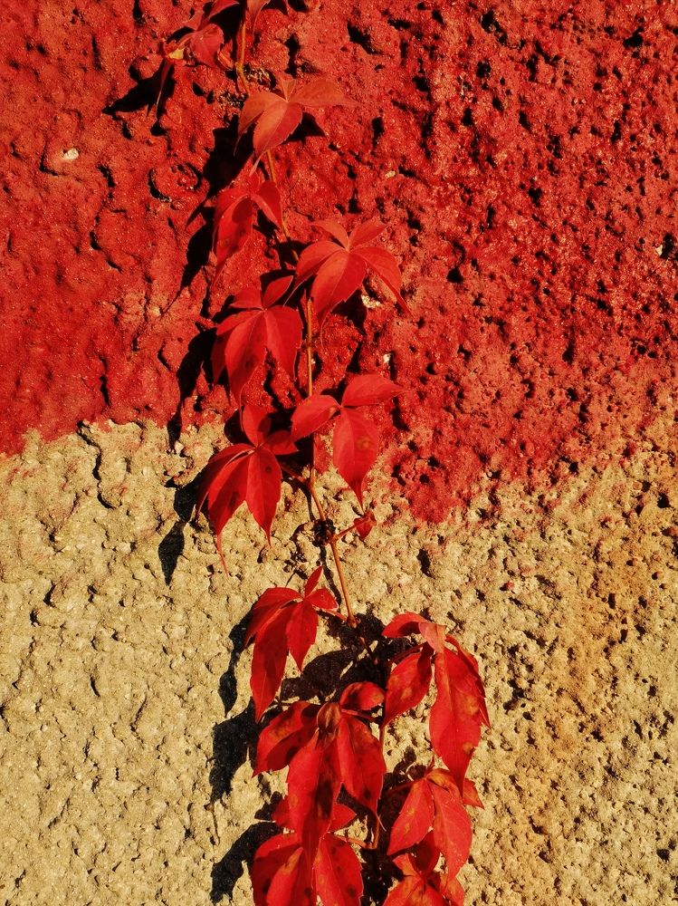 Photograph by Irina Magdalena Bivolaru