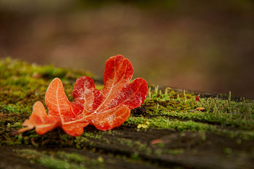 Photograph by Игорь Овсиенко