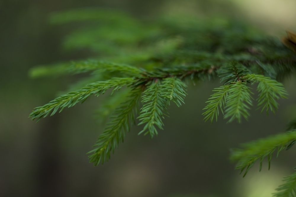 Photograph by Ольга Крючкова