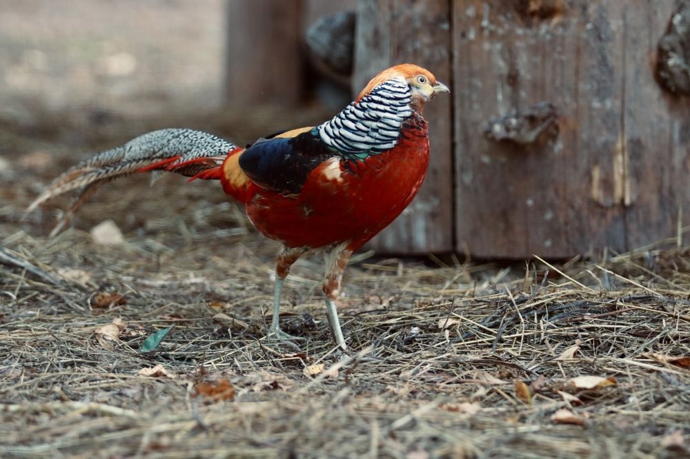 Photograph by Елена Ковалева