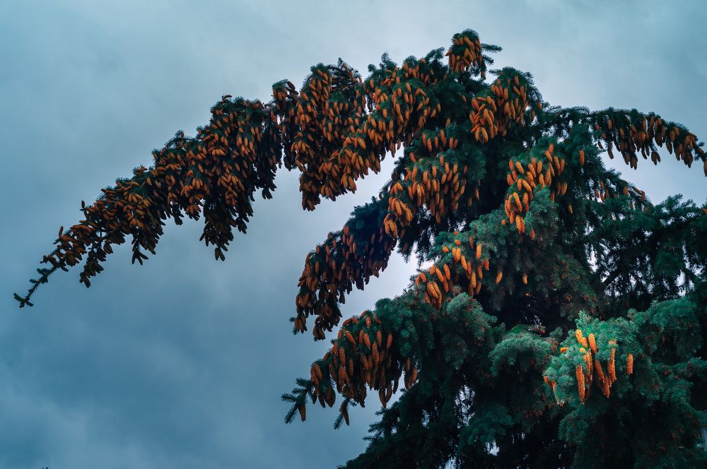 Photograph by Елена Леонидовна