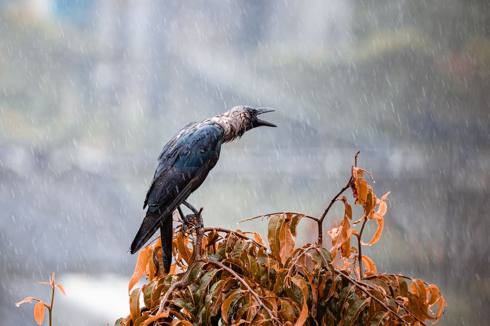 Photograph by Gulam Mohiuddin Chandiwala