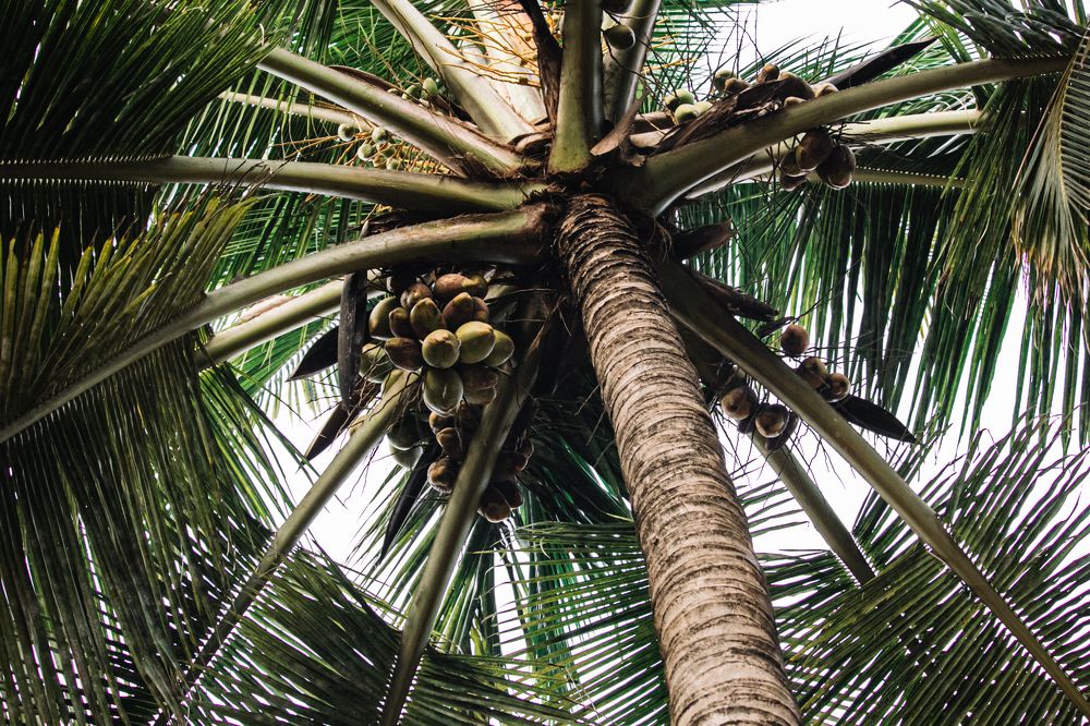 Наша "елка" высока...