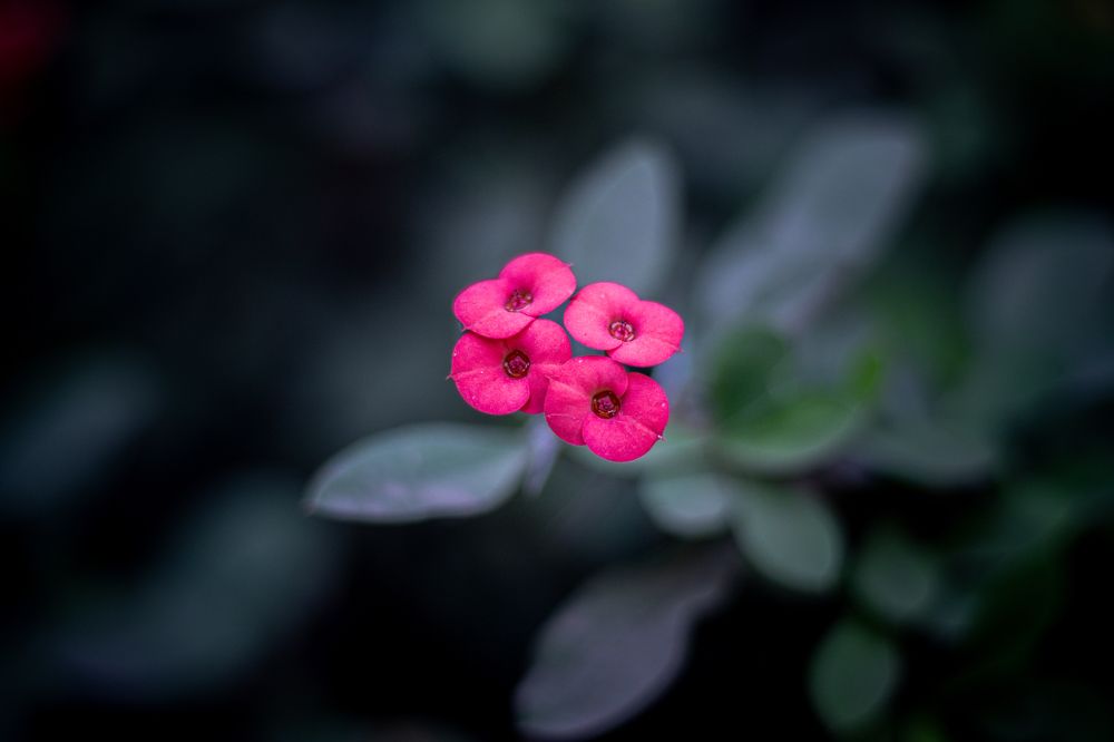 Photograph by Gulam Mohiuddin Chandiwala