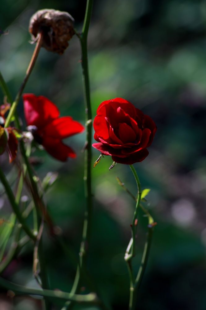 Photograph by Переверзева Татьяна