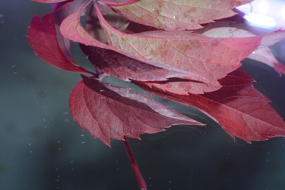 Photograph by Ольга Истомина