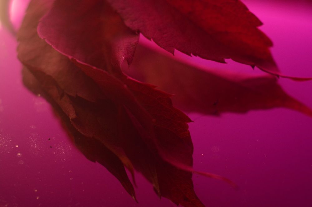 Photograph by Ольга Истомина