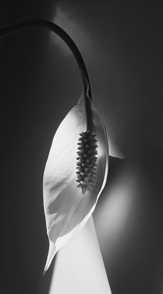 Белый цветок