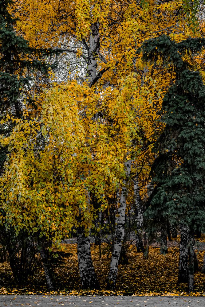 Осенняя пора - очей очарование!