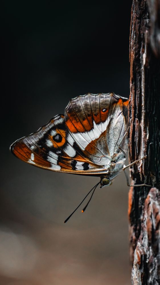 Photograph by Денис Шмаков