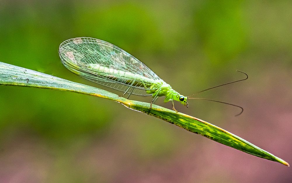 Фотография автора Николай Бологов