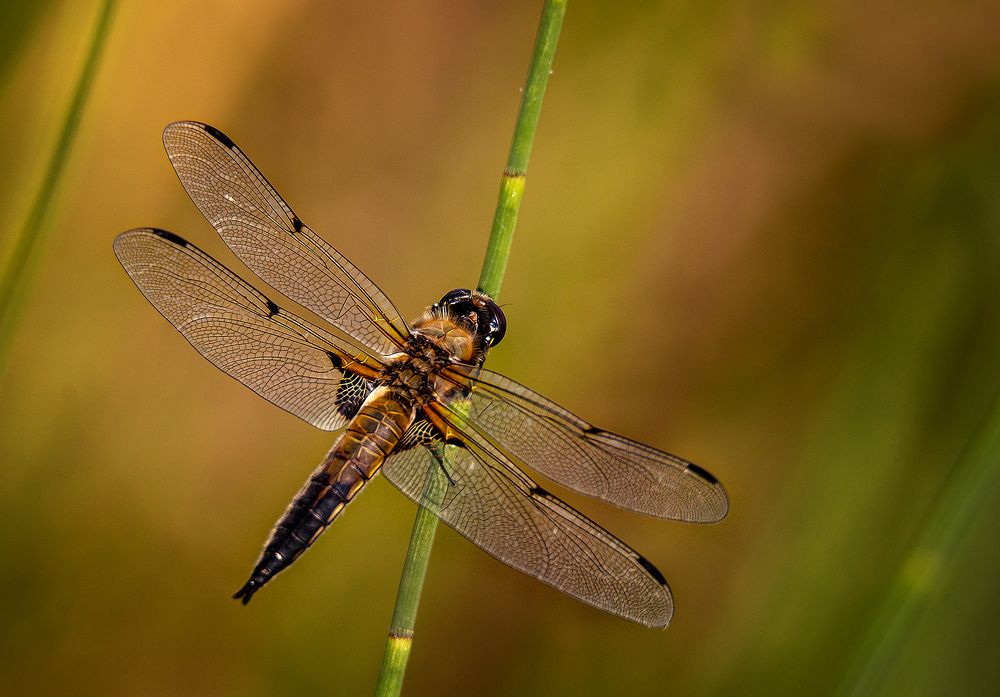 Photograph by Dace Spalviņa