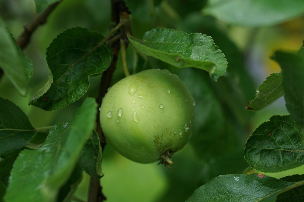 Photograph by Ольга