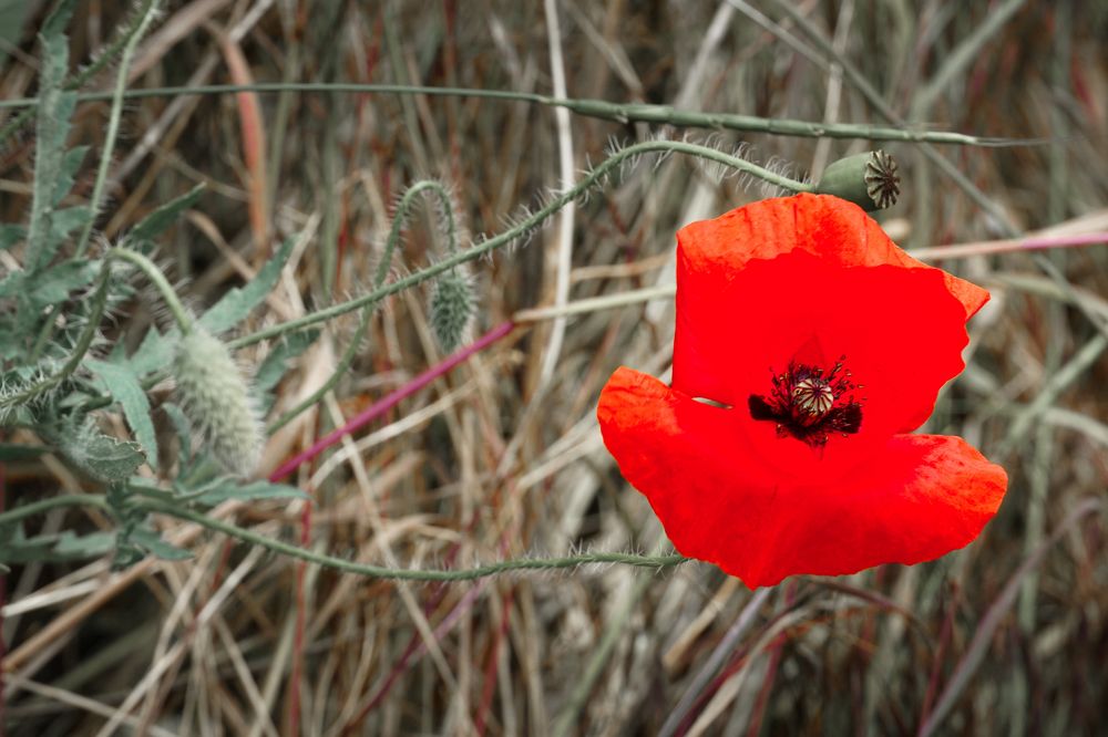 Фотография автора Вадим Коваленко
