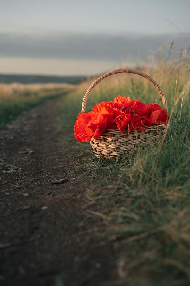 Фотография автора Yakovlev_i