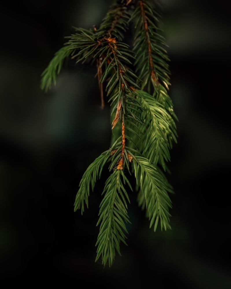 Photograph by Валерия Дорогова