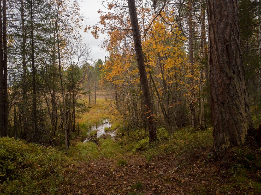 Photograph by Анна Шейко